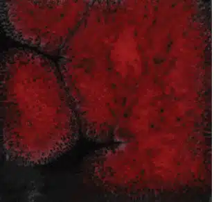 Mayco CG-779 Black Opal