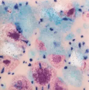 Mayco CG-998 Pink Pixie